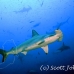shark_hammerhead_scalloped_dar_h_0146_ecu0918.jpg